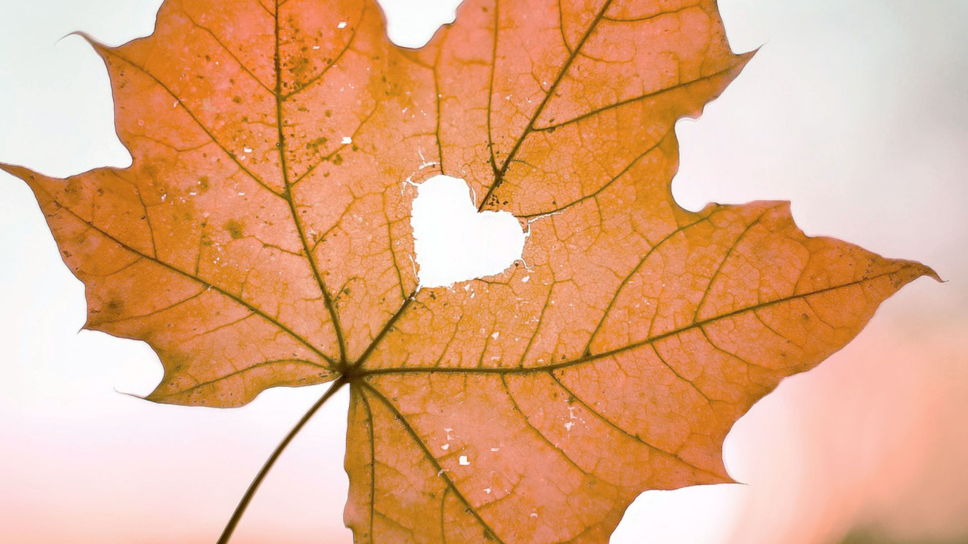 Chinese geneeskunde en de herfst